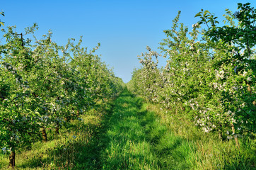 Fototapeta na wymiar Young apple trees blooming in the spring garden