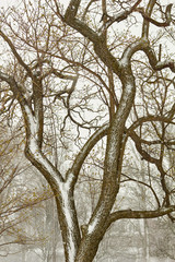 Winter snow, Buchanan Park, Lancaster, Pennsylvania, USA