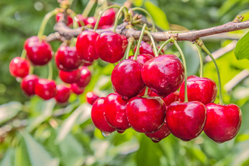 Ripe berries cherries on a branch in the summer rain