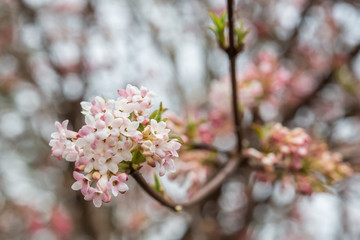 Frühlingstriebe an einem Baum