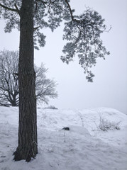 Tree on snowy hills