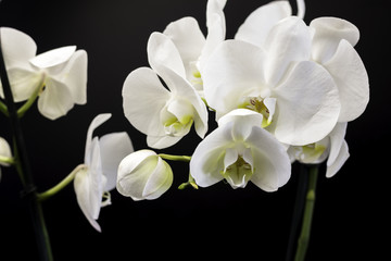 Fototapeta na wymiar White orchid on a black background