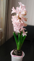 розовый гиацинт