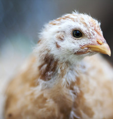 Young Chicken