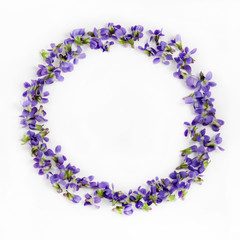 Delicate spring violets on a white background close up