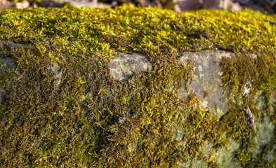 Fototapeta premium beautiful background of stone overgrown with moss