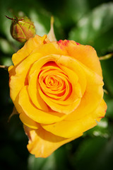 Rose flower bud top view in springtime. Yellow blossoming rosebud in spring garden in sunlight....