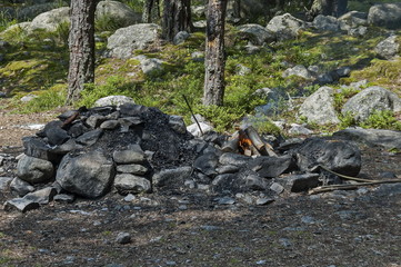 Sunlit forest pine-trees with fire in Rila mountain, Bulgaria 