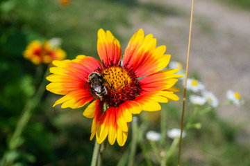Summer blooming flower with bee