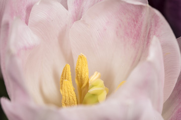 Single pastel pink tulip flower in close-up softly focused with yellow stamens