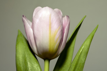 Naklejka premium Single pastel pink tulip flower with green leaves on plain background