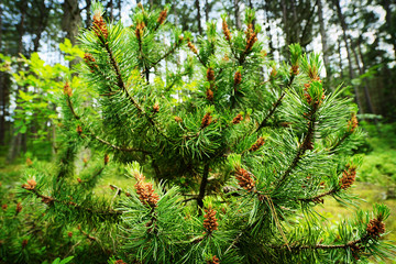 Scots or scotch pine Pinus sylvestris branches with young male pollen flowers on a tree growing in evergreen coniferous forest. Pomerania, Poland. Selective focus. © Dariusz Leszczyński