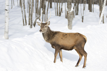 Red deer standing in the winter snow