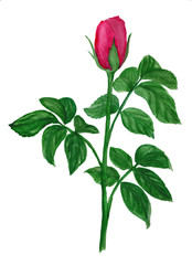 Obraz premium pink rose watercolor hand-painted, isolated on white