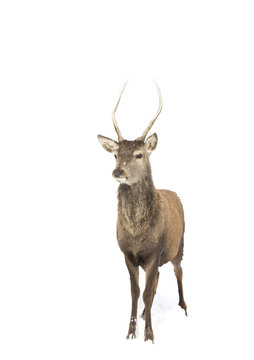 Red deer isolated on a white background standing in the winter snow