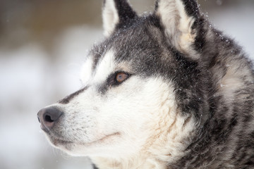 Huskies