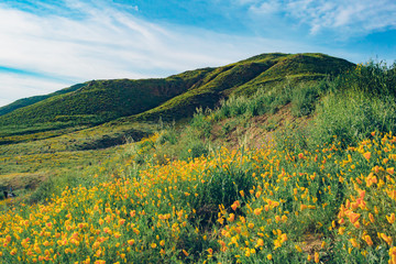 Superbloom of Poppy Wildflowers - Walker Canyon, California