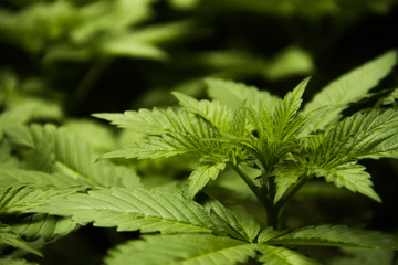 Cannabis Plant Leaf Detail