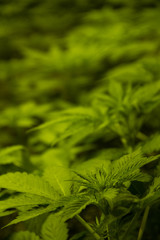 Cannabis Plant Leaf Detail