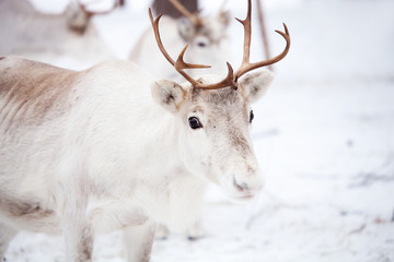 Reindeer © Kati Finell
