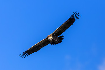 Naklejka premium White-backed Vulture (Gyps africanus). Ethiopia, Simien Mountains National Park