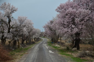 Obraz premium flover way