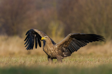 Winter in the meadow on a sunny day / White-tailed Eagle