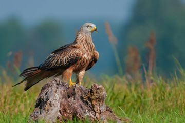 in the afternoon sun / Red Kite