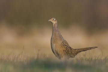 Winter in the meadow on a sunny day / Common Pheasant
