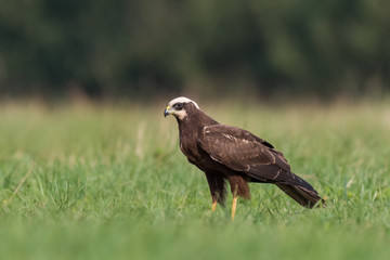 Summer in the meadow on a sunny day / Western Marsh-Harrie