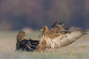Fight on the meadow on a sunny morning / Common Buzzard