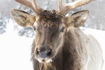 Bull Elk with large antlers closeup in the winter snow in Canada