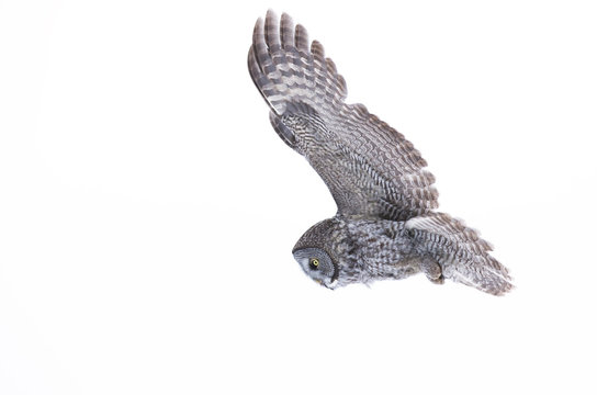 Great grey owl isolated on a white background in flight over a snow covered field (Strix nebulosa) in Canada