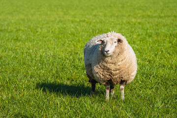 Pregnant sheep in thick winter coat standing in the fresh green grass and looking at photographer