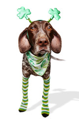 a dog wearing a funny St. Patrick's Day costume.