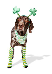 a dog wearing a funny St. Patrick's Day costume.