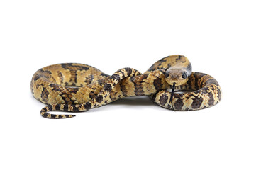 snake isolated on white background