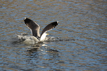 Seagull landing on water