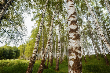 Fototapeta premium summer in sunny birch forest