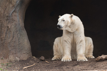 Polar bear in front of his den