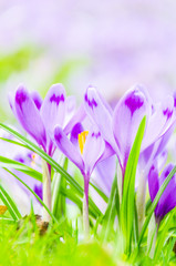 The field with crocuses in the wild nature