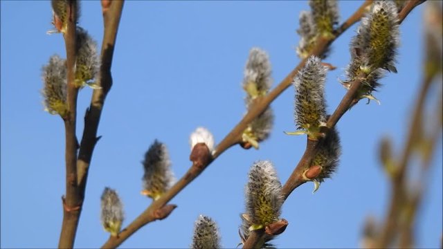 Frühling