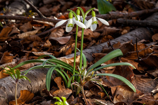 Snowdrops