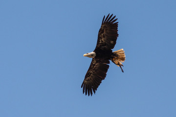 Weißkopfseeadler - Haliaeetus leucocephalus