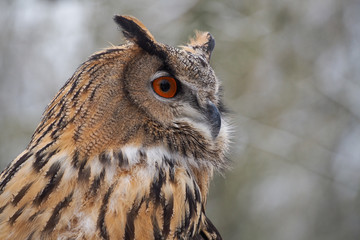 Uhu - Bubo bubo