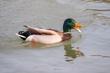 Stockente - Anas platyrhynchos