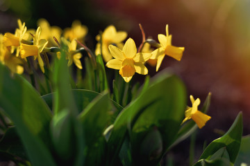 Outdoor shot of yellow daffodils in a nicely full flowerbed