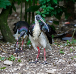 Strohhalsibis - Threskiornis spinicollis - Sichler