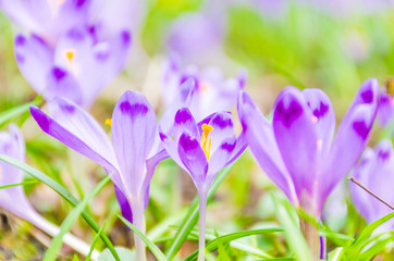 The field with crocuses in the wild nature