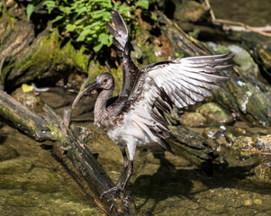 Brauner Sichler - Plegadis falcinellus